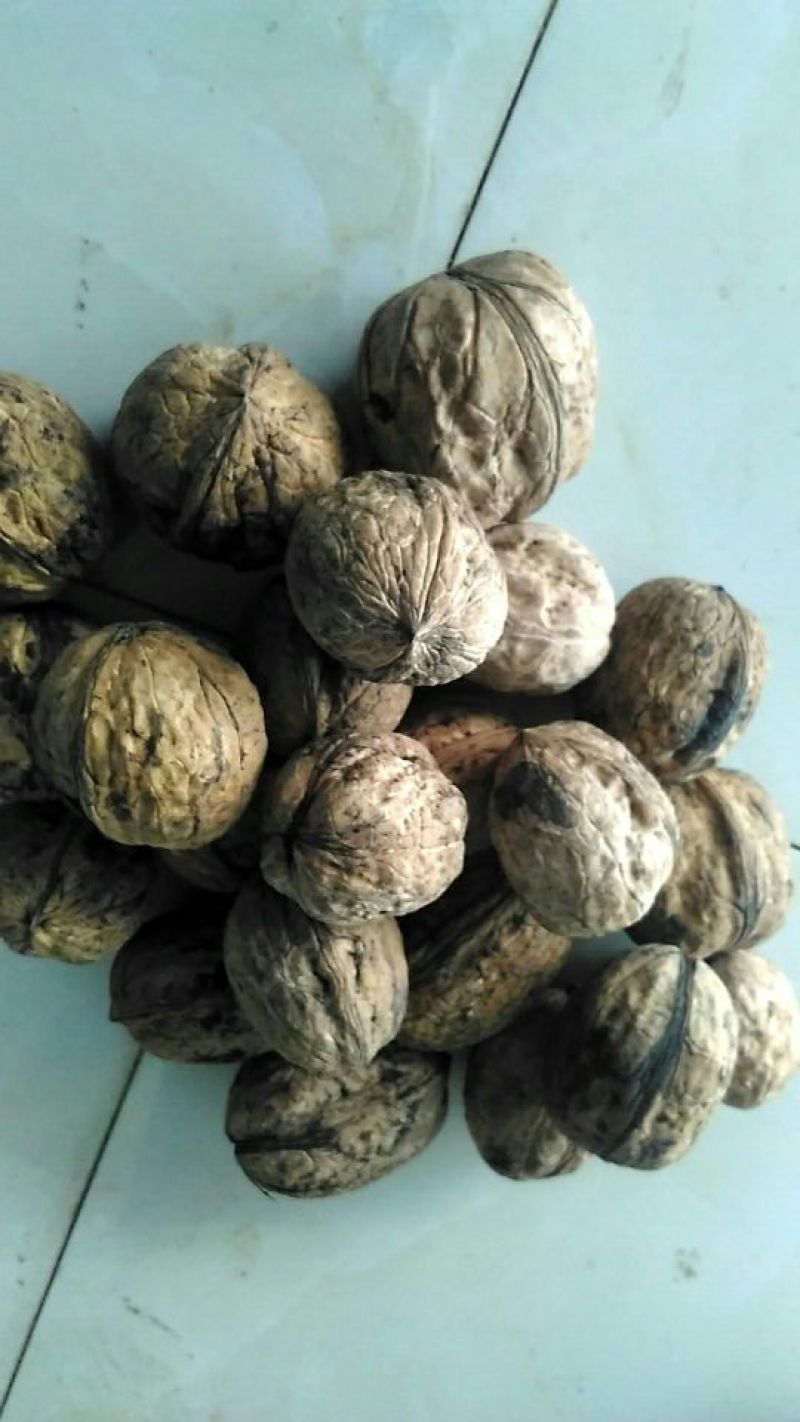 绵核桃30mm以上去皮干