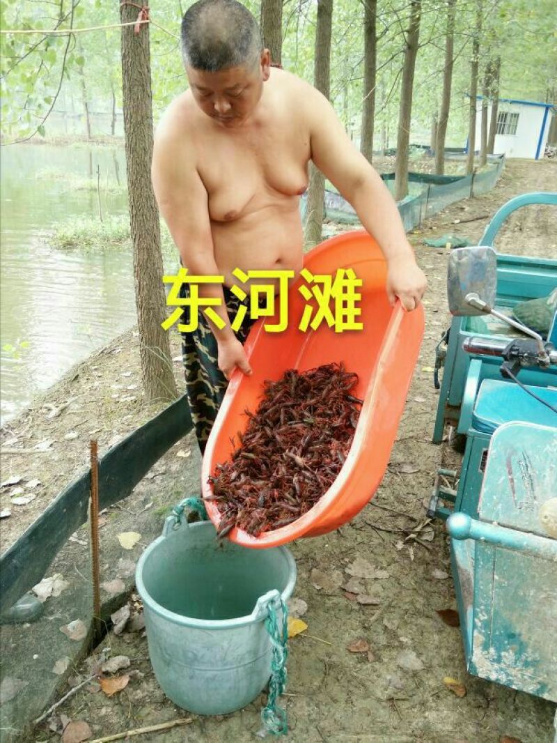 洪泽湖小龙虾苗塘口一手货