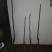 核桃苗50~100cm二年苗