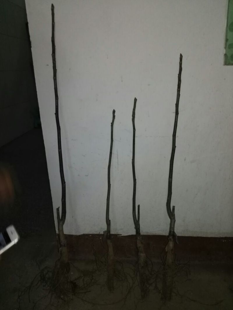 核桃苗50~100cm二年苗