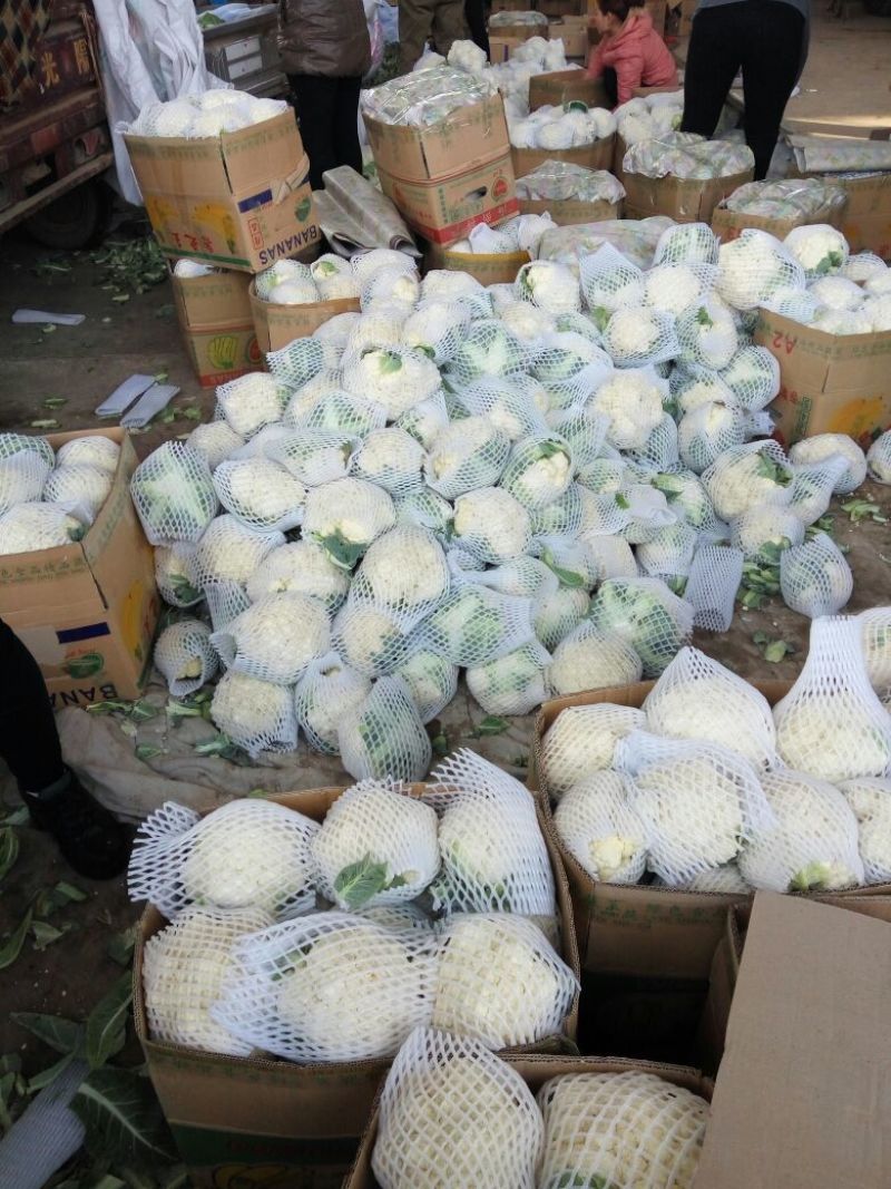 白花菜花1斤紧密乳白