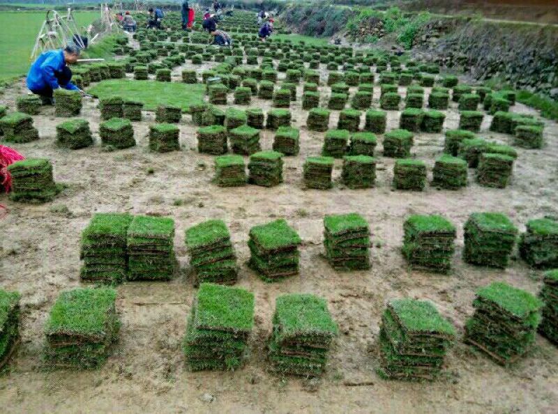 草坪草