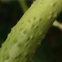白玉黄瓜鲜花带刺18~22公分