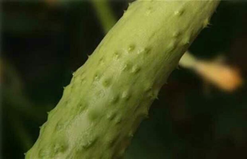 白玉黄瓜鲜花带刺18~22公分