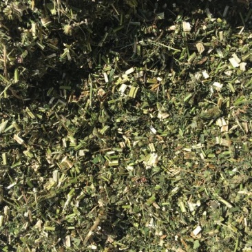 益母草