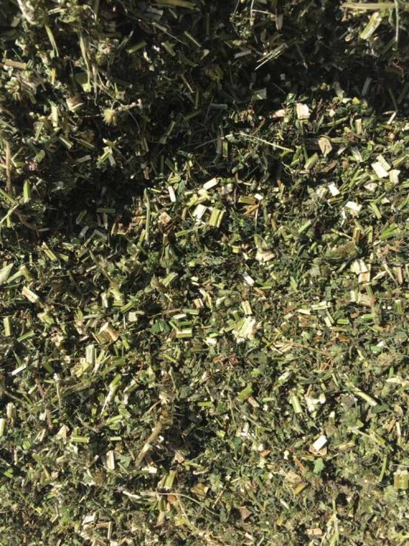 益母草