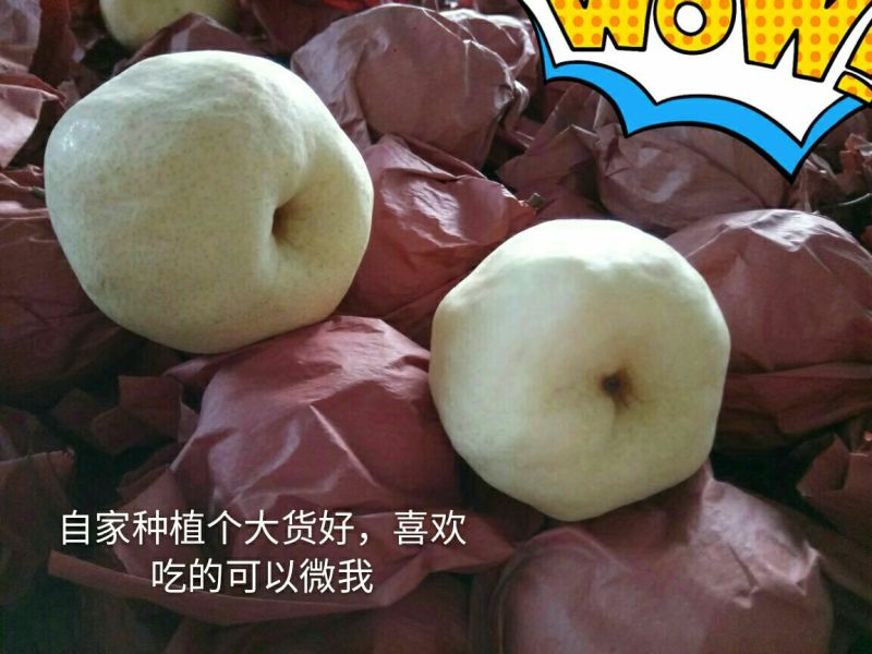 礼泉酥梨150~200g纸袋