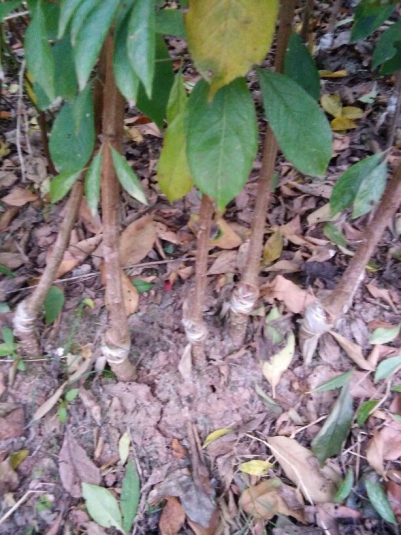 核桃苗一年苗50~100cm