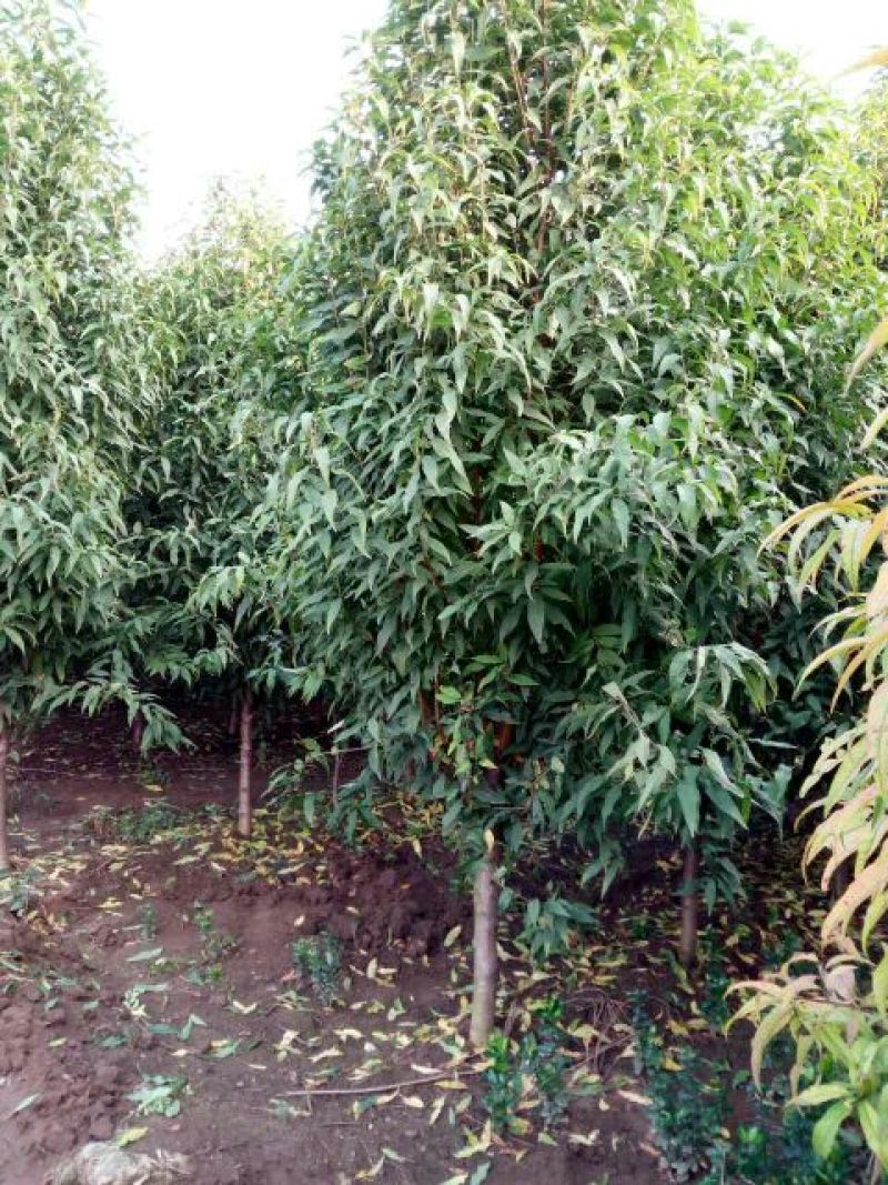 红叶碧桃紫叶碧桃绿化用碧桃树1-10公分有货