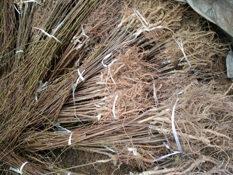 脆红李子树苗50~100cm