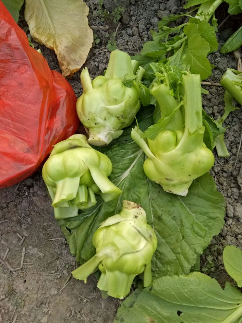 芥菜头5两以上