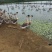 狮头鹅苗250g以下