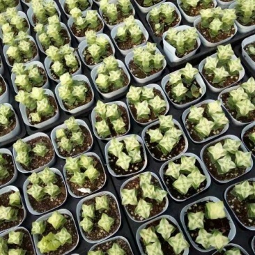 多肉植物含盆