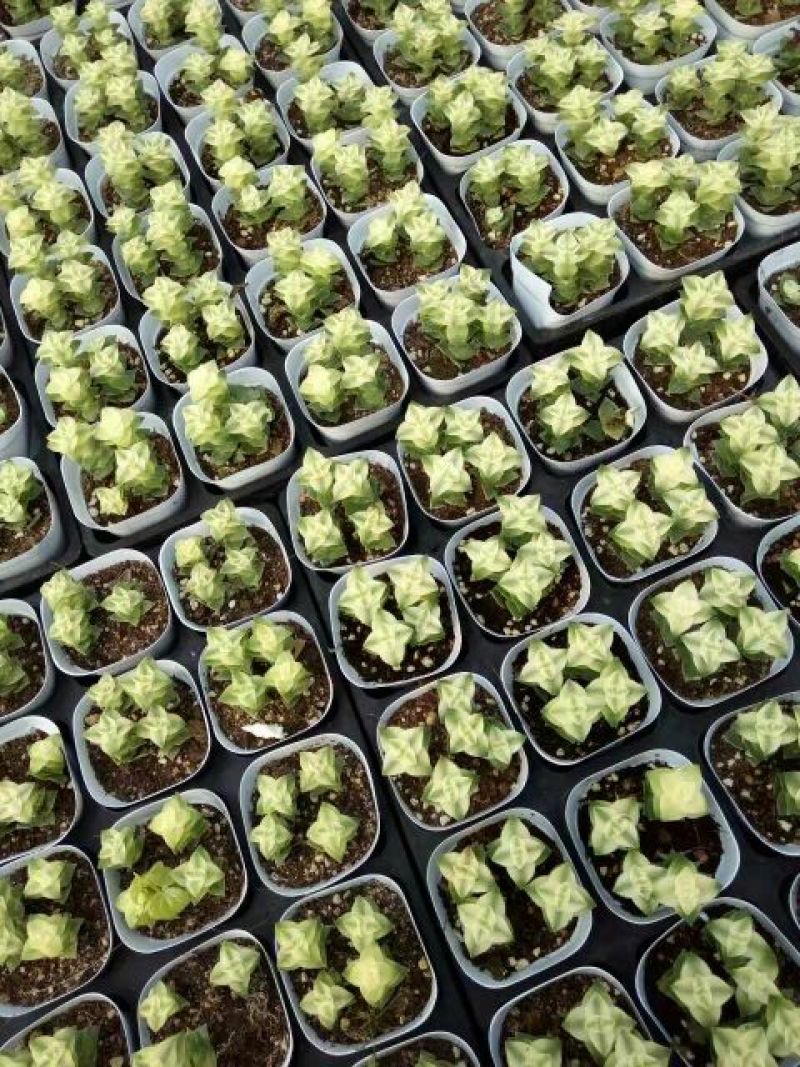 多肉植物含盆
