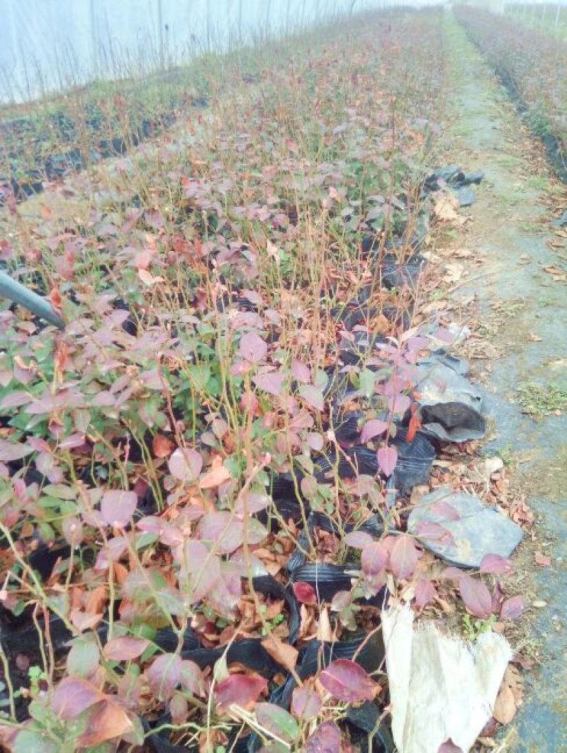 蓝莓苗