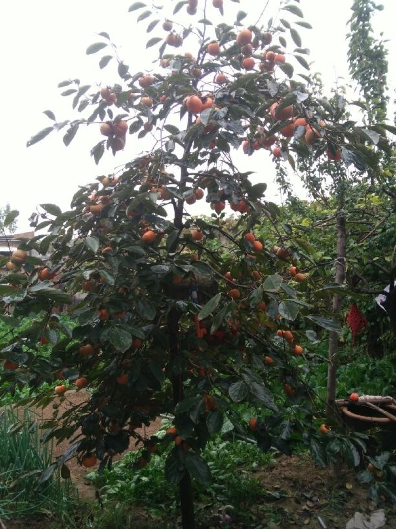 柿树10~12cm10~12cm2.5~3米