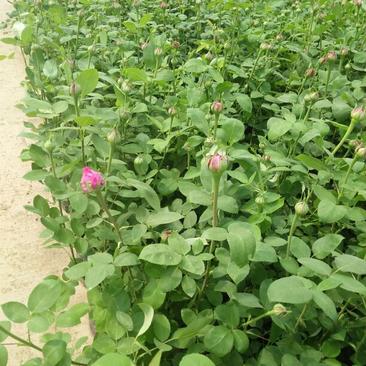 四季玫瑰苗40~50cm包技术包成活技术支持