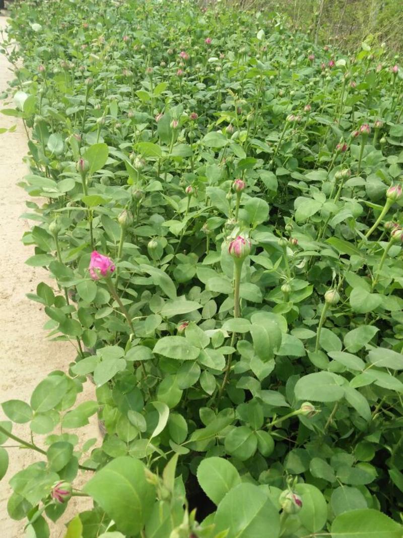 四季玫瑰苗40~50cm包技术包成活技术支持