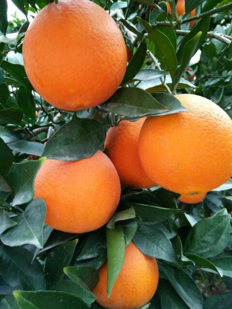 脐橙【赣南脐橙】伦晚甜橙产地农户一手货源批发全国各地市场