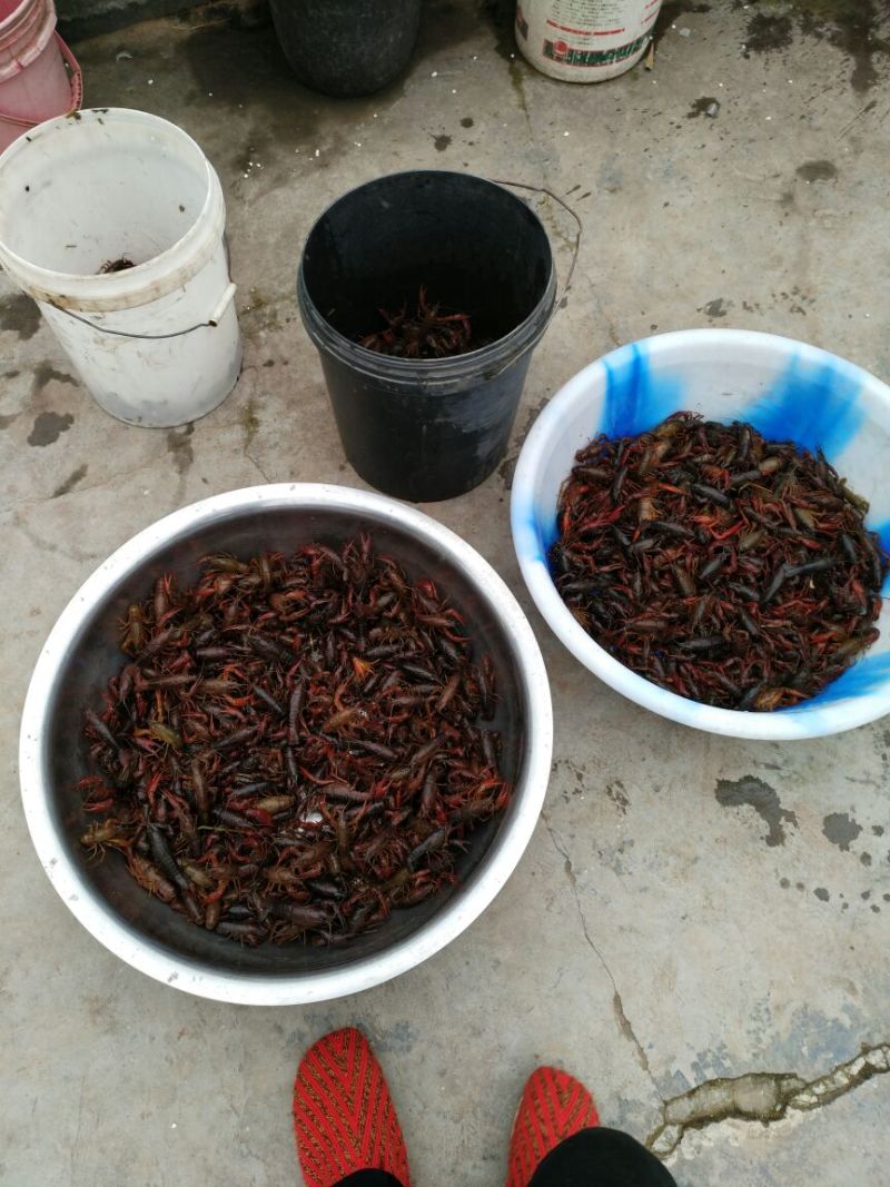 罗氏沼虾食用6~8钱活虾