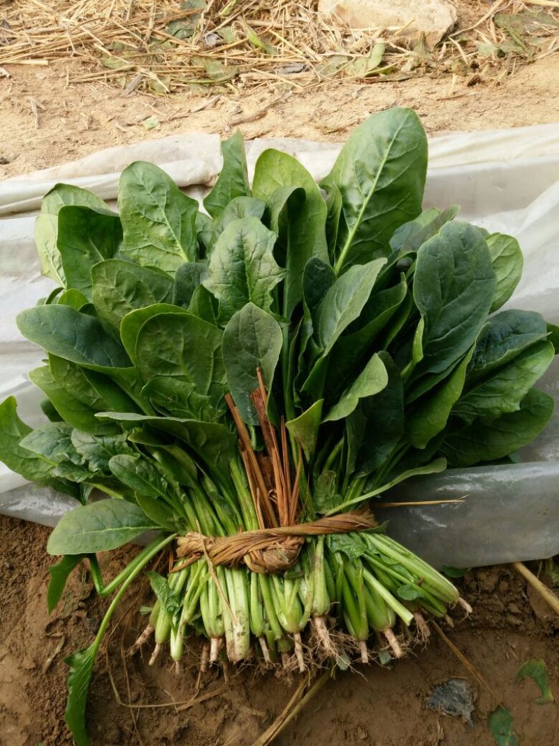 大叶菠菜20~25厘米