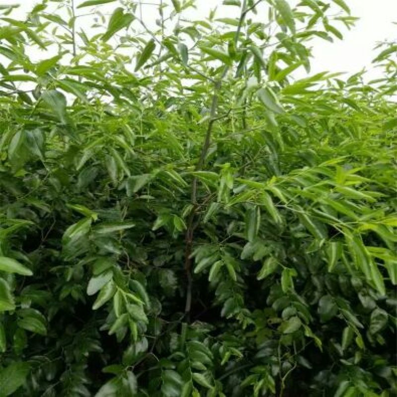 冬枣树苗一到两年苗30~50cm根系发达