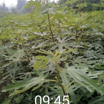 玛斯义陶芬无花果苗80cm以上