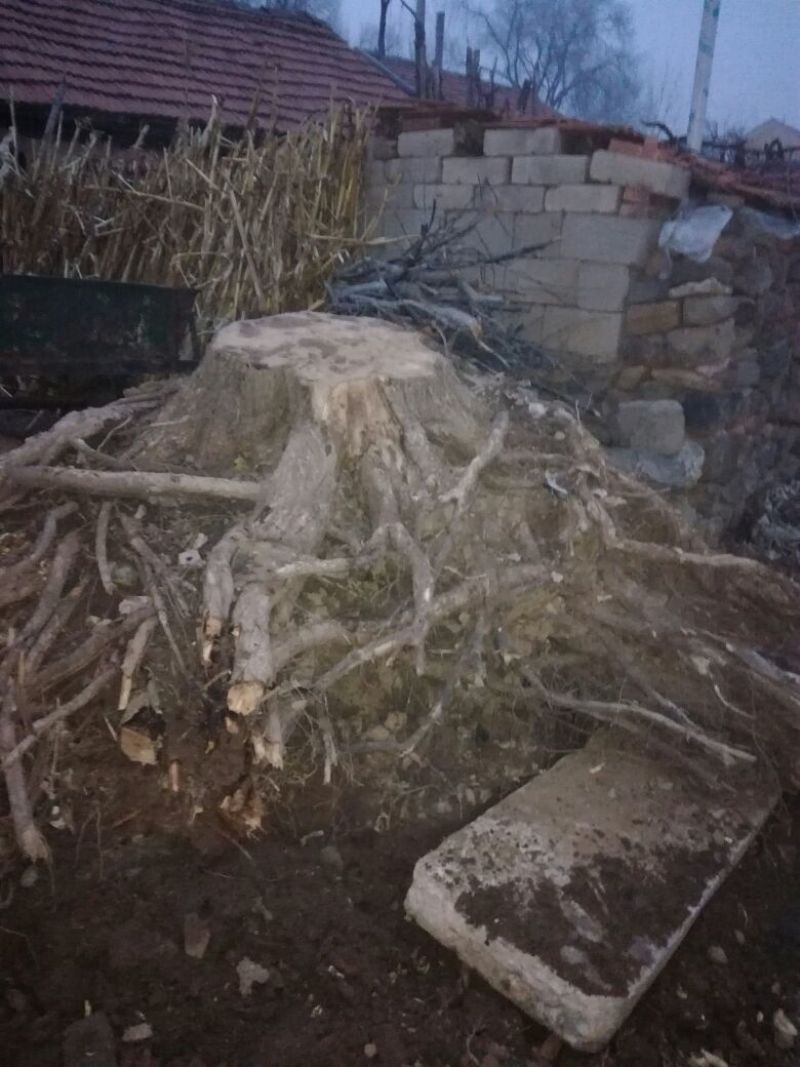 造型树