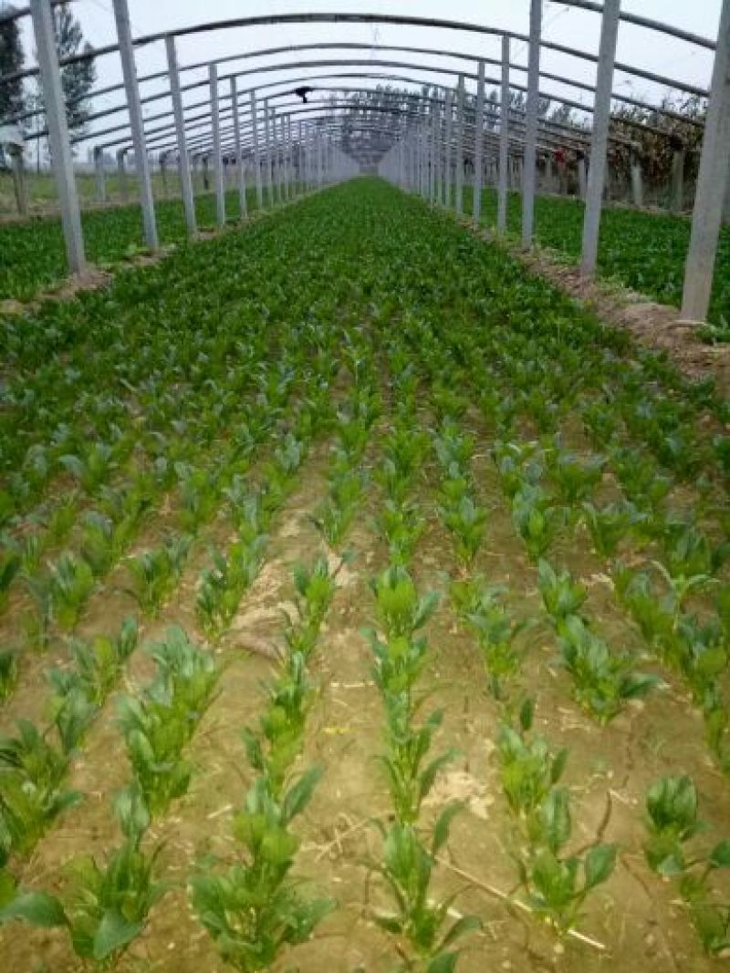 菠菜10~15厘米