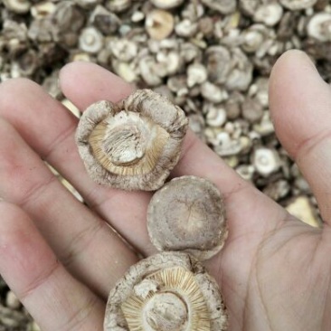 干香菇2~2.5cm