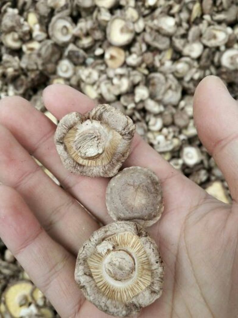 干香菇2~2.5cm