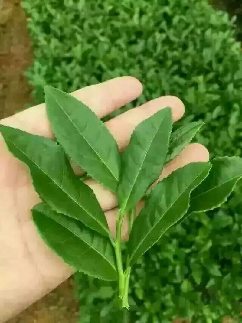 观音茶特级