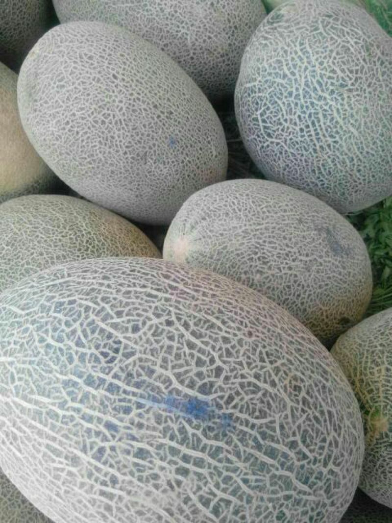 伽师瓜5斤以上长圆形