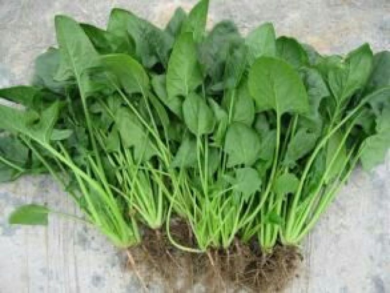 越冬菠菜15~20厘米