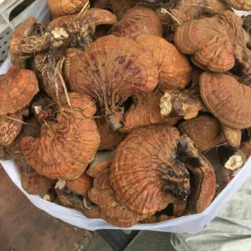 黑灵芝12~15公分