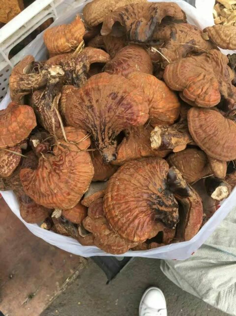 黑灵芝12~15公分