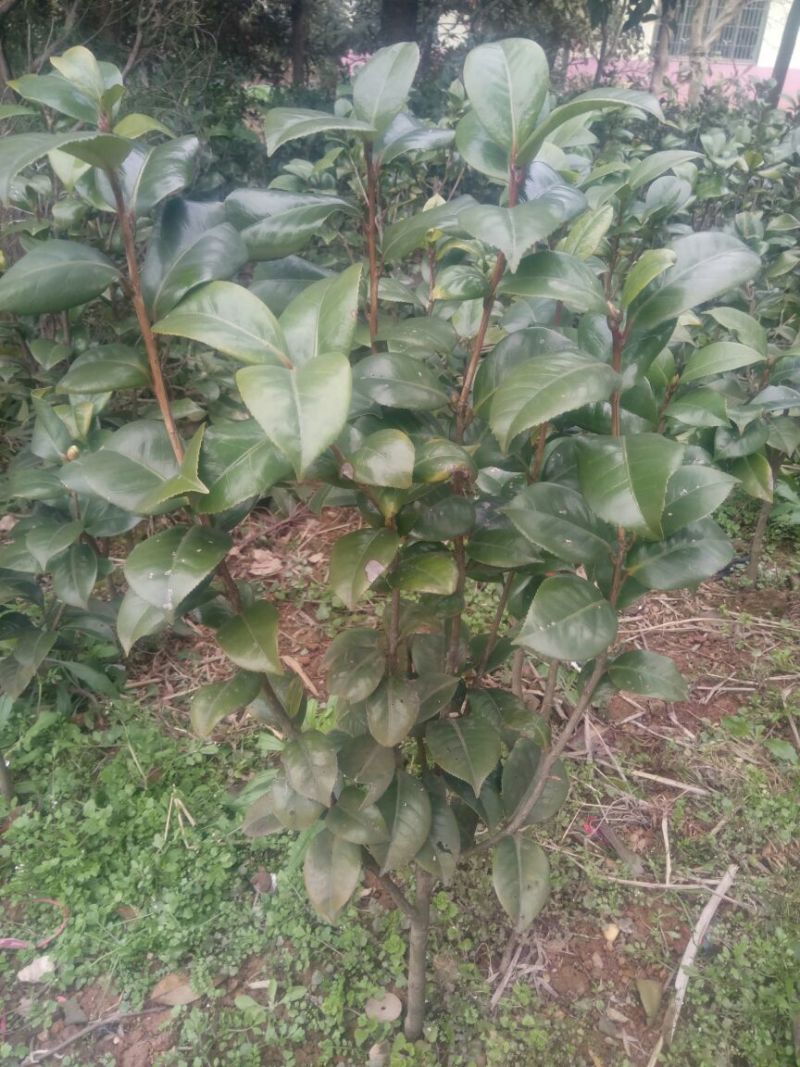 茶花50~80cm