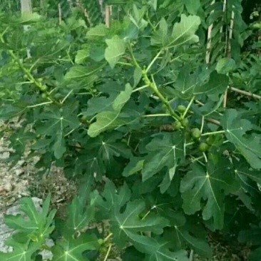 无花果苗20~30cm