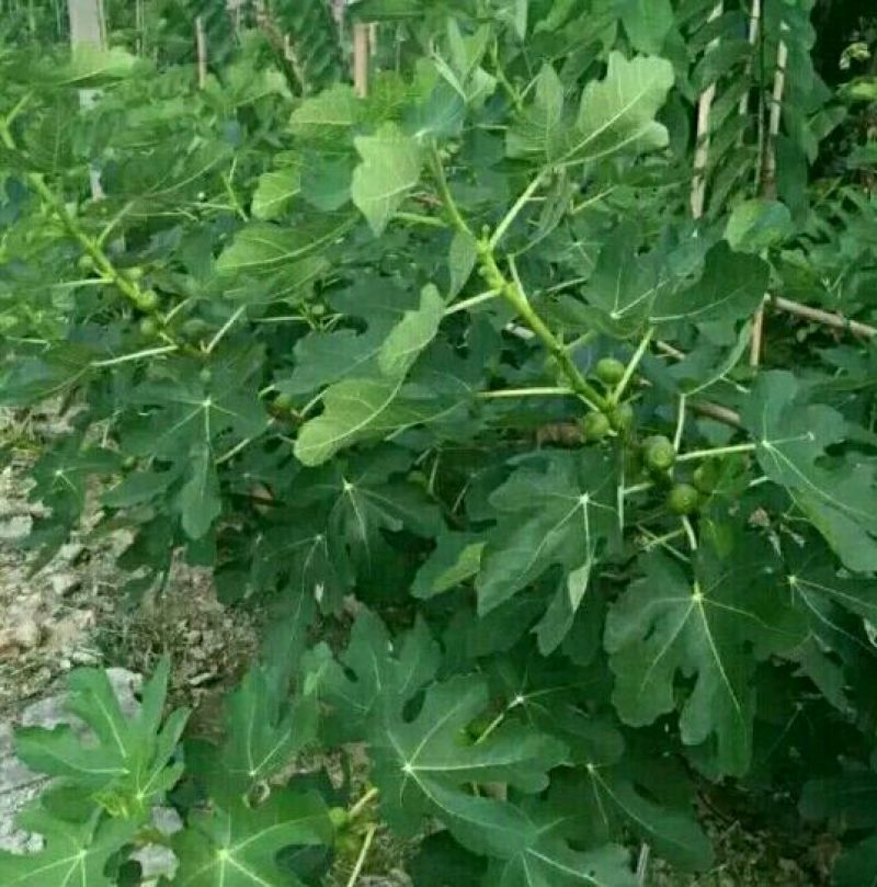 无花果苗20~30cm