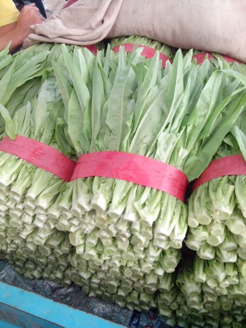油麦菜25~30厘米以上