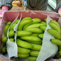 云南省红河州州河口香蕉七成熟