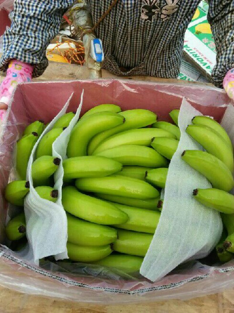 精品河口香蕉云南香蕉七成熟大量供应可视频看货全国发