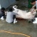 驴肉