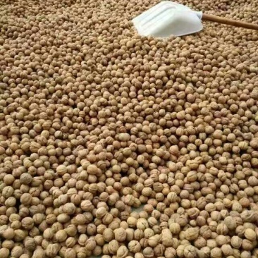 山核桃去皮干