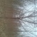 榆树6~8cm4~6cm2.5~3m