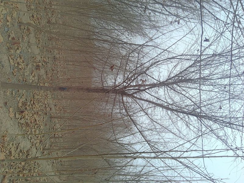 榆树6~8cm4~6cm2.5~3m