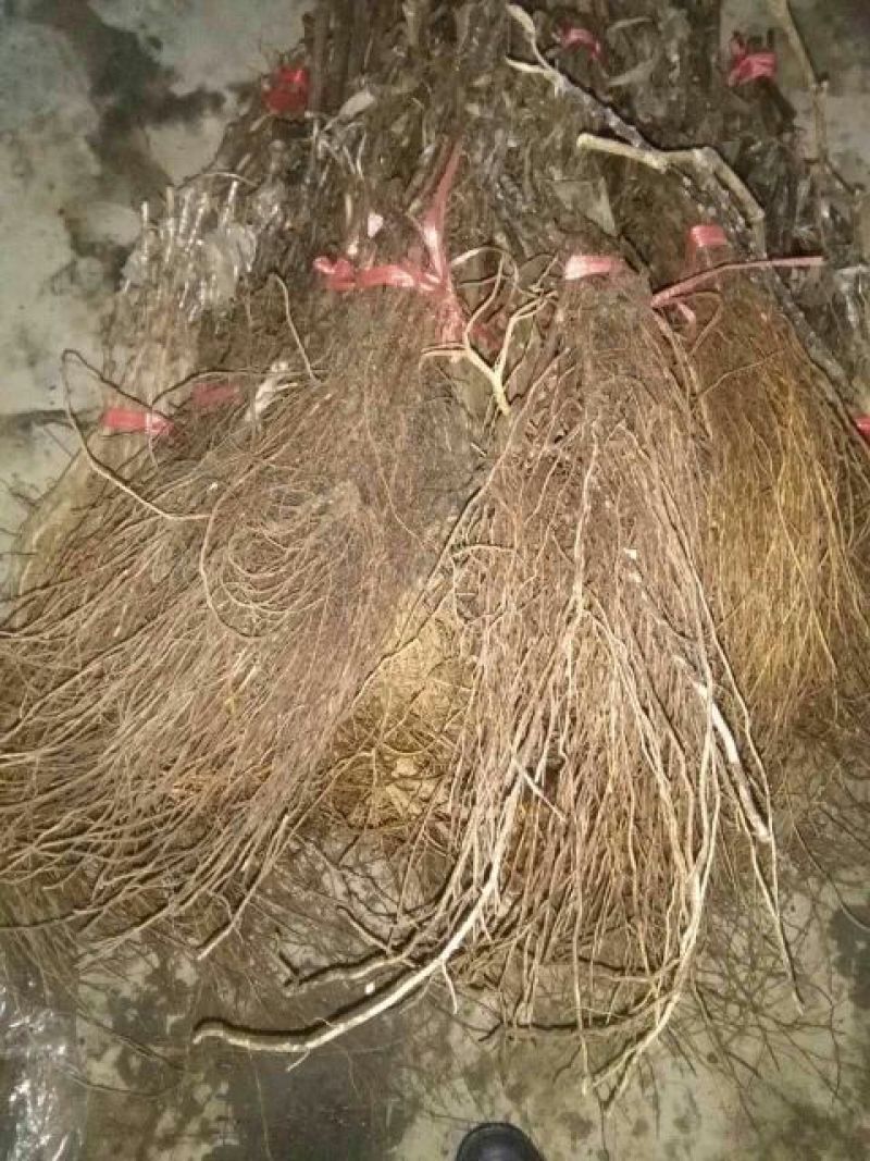 夏黑葡萄苗80~110cm2年