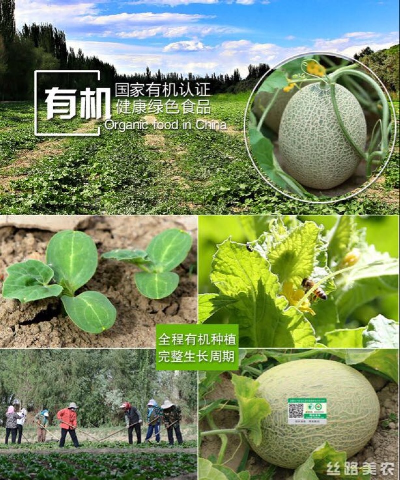 西州蜜瓜