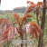 椿树苗90~100cm