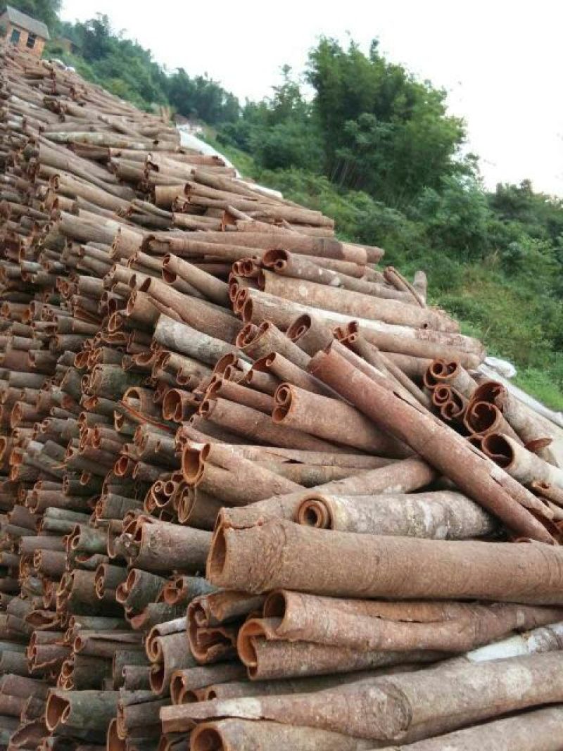 桶桂散装一级
